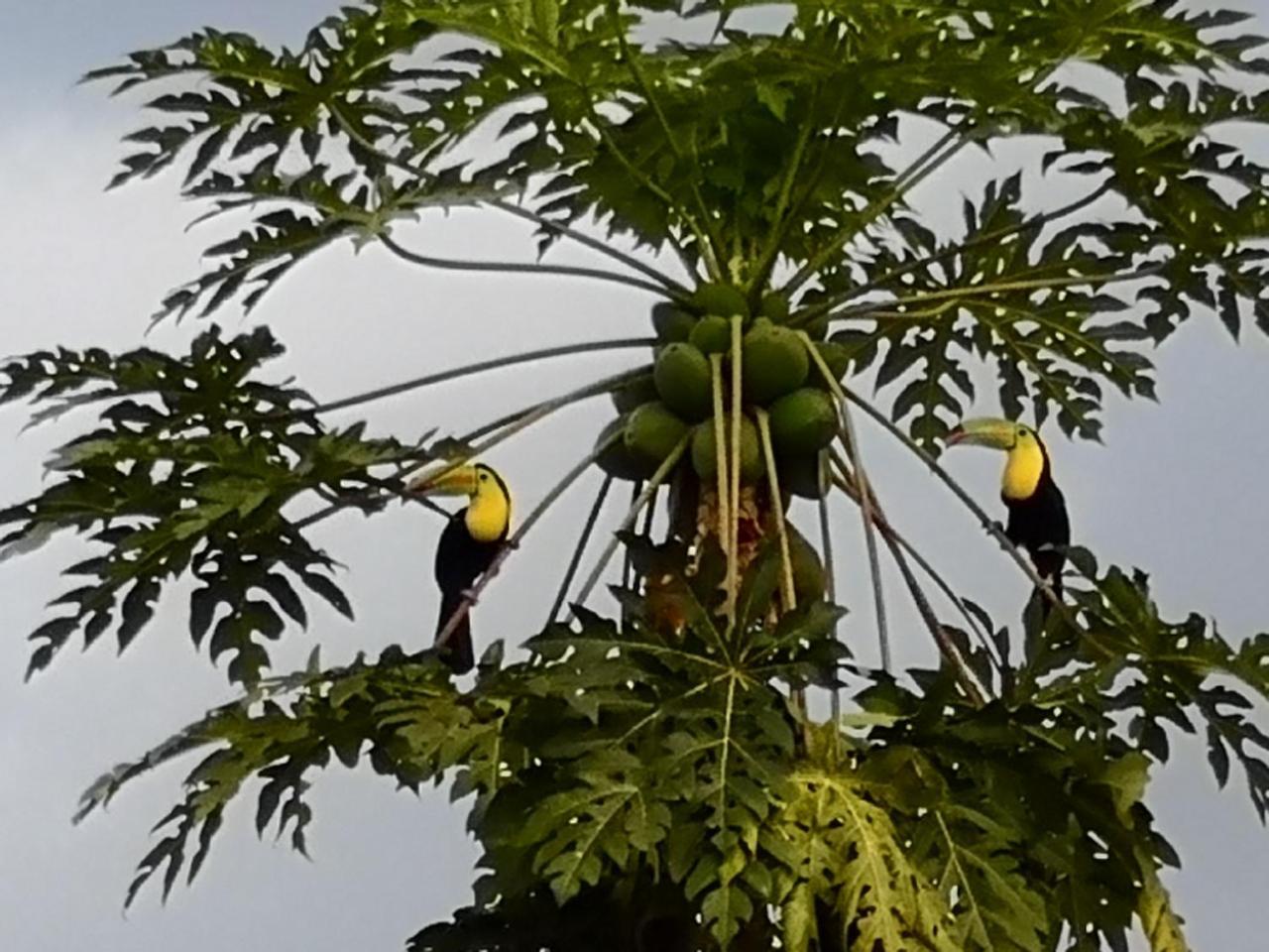 Tio Felix Eco Lodge La Fortuna Екстер'єр фото
