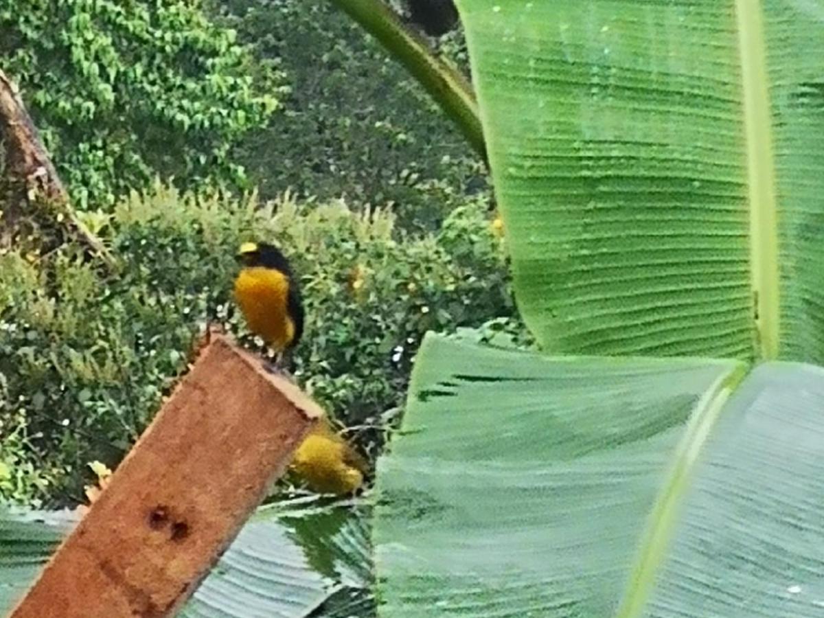 Tio Felix Eco Lodge La Fortuna Екстер'єр фото